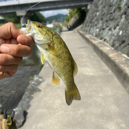 スモールマウスバス