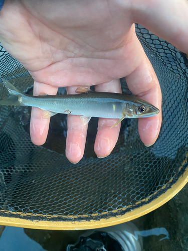 アユの釣果