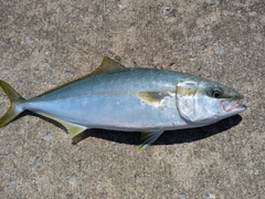 イナダの釣果