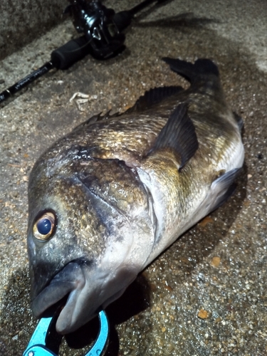 チヌの釣果