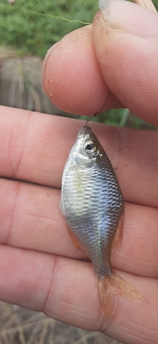 タイリクバラタナゴの釣果