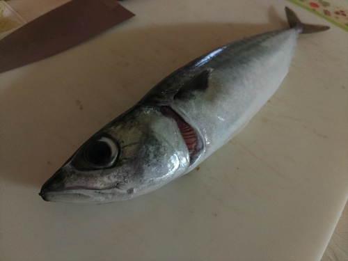 サバの釣果