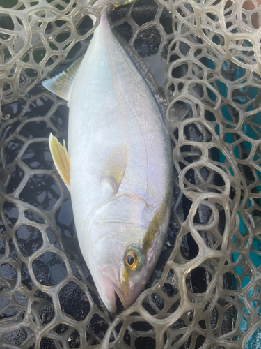 ショゴの釣果