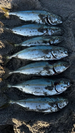 ワカシの釣果