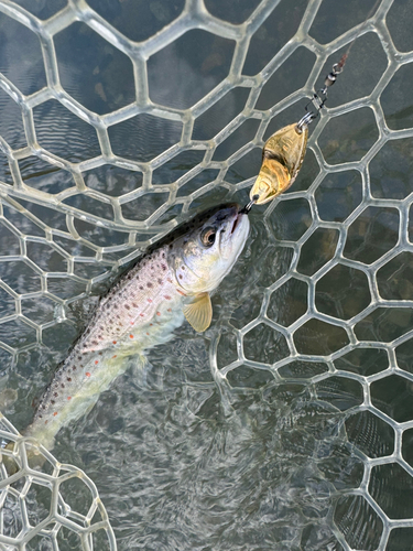 ブラウントラウトの釣果