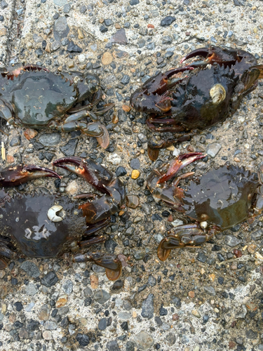 イシガニの釣果