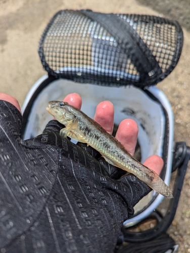 ハゼの釣果