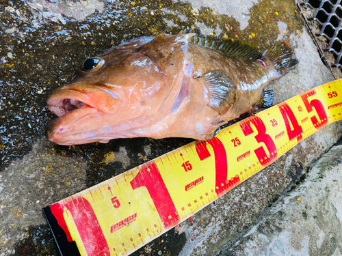 アコウの釣果