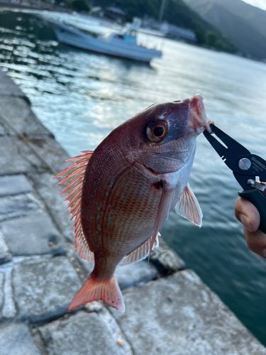 マダイの釣果