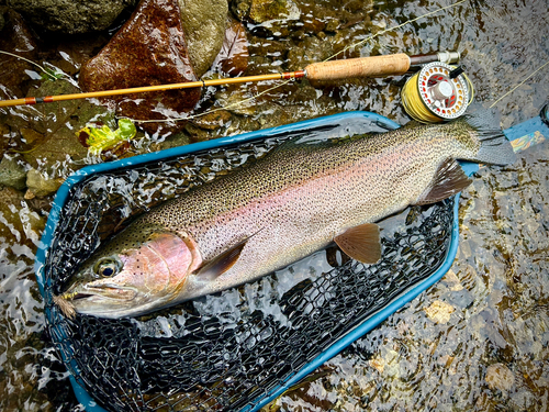 ニジマスの釣果