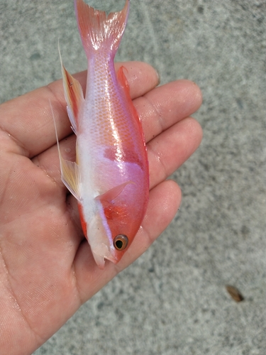 アカオビハナダイの釣果