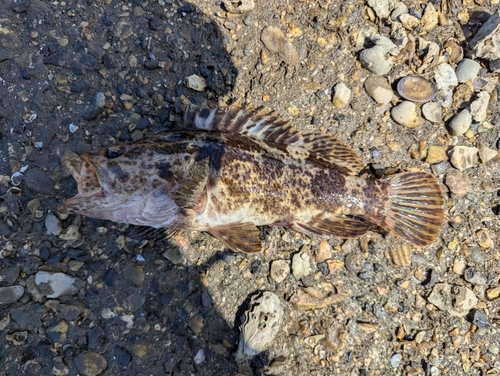 タケノコメバルの釣果