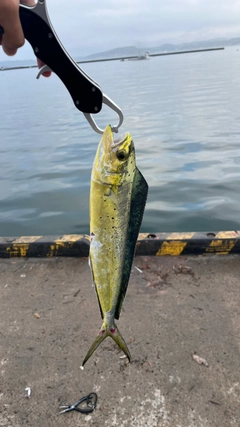 シイラの釣果