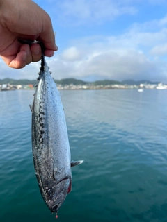 ソウダガツオの釣果