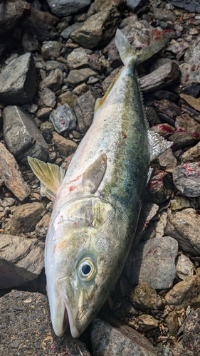 ヤズの釣果