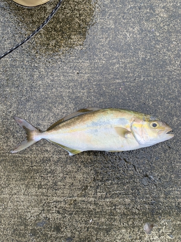 ショゴの釣果