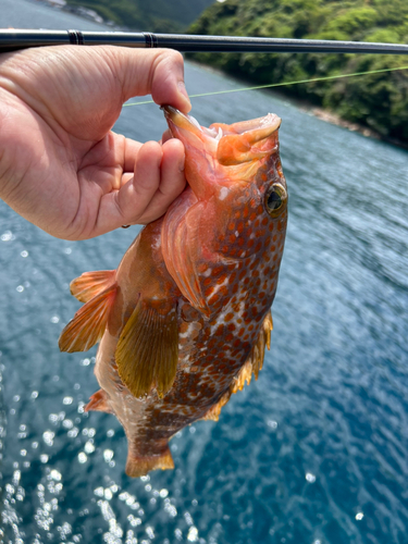 キジハタの釣果