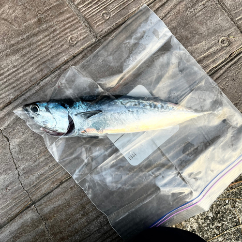 ソウダガツオの釣果