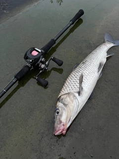 ニゴイの釣果