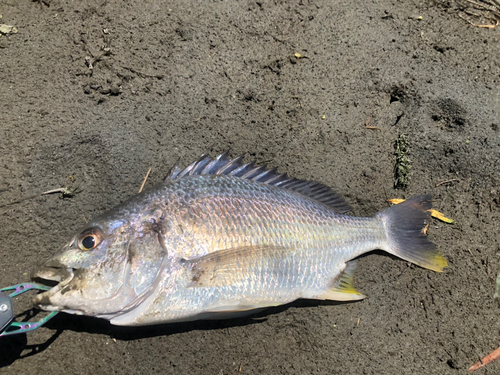 キビレの釣果