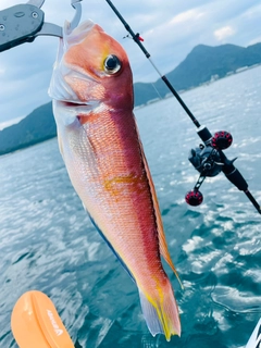 アカアマダイの釣果