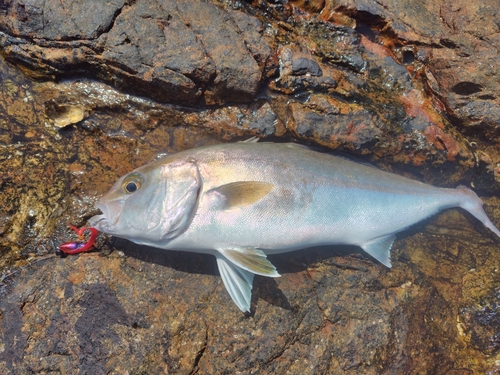 ネリゴの釣果