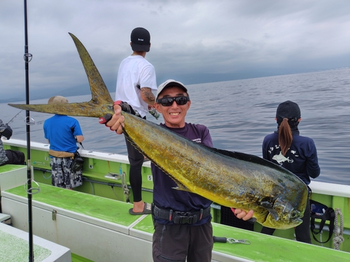 シイラの釣果