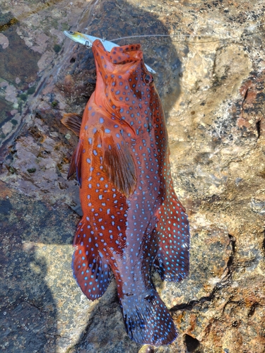 ユカタハタの釣果