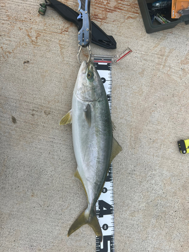 ワカシの釣果