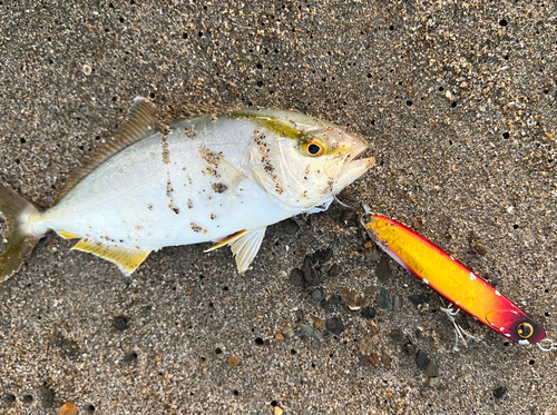 ショゴの釣果