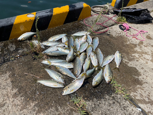 コノシロの釣果