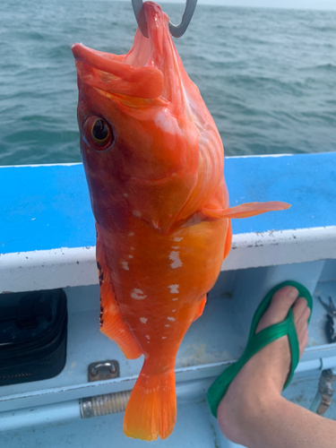 アカハタの釣果