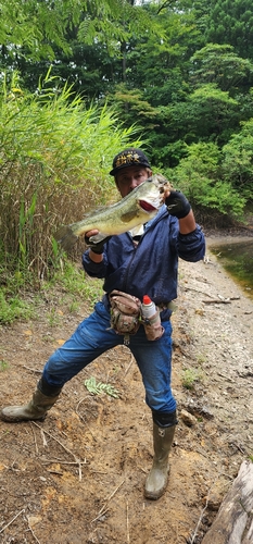 ラージマウスバスの釣果