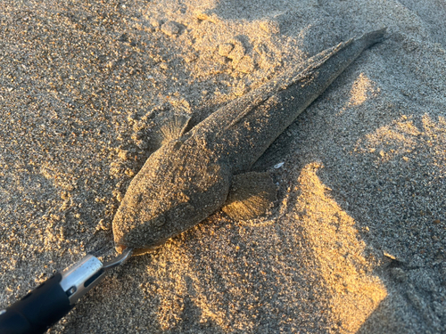 マゴチの釣果