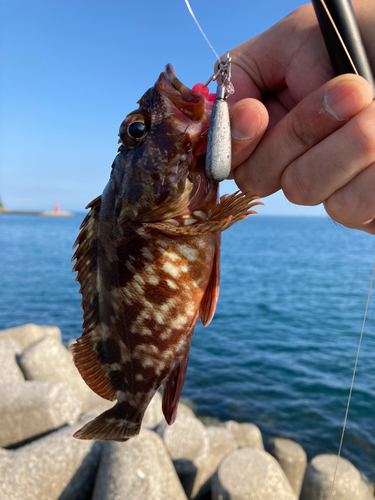 カサゴの釣果