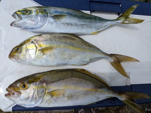 ネリゴの釣果