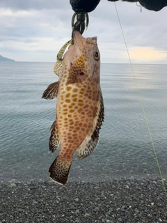 オオモンハタの釣果