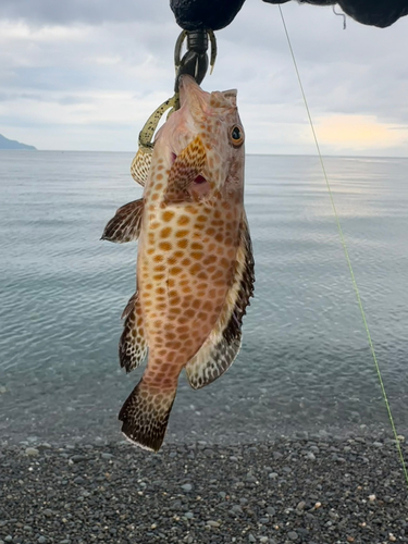 オオモンハタの釣果