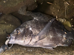 クロダイの釣果