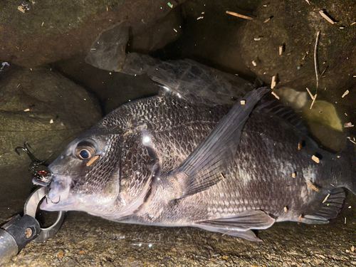 クロダイの釣果