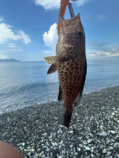 オオモンハタの釣果