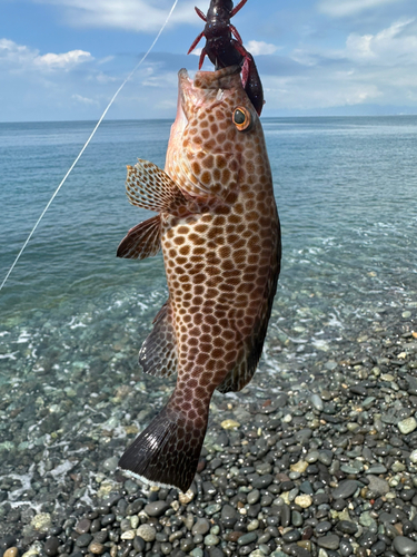 オオモンハタの釣果