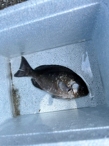 メジナの釣果