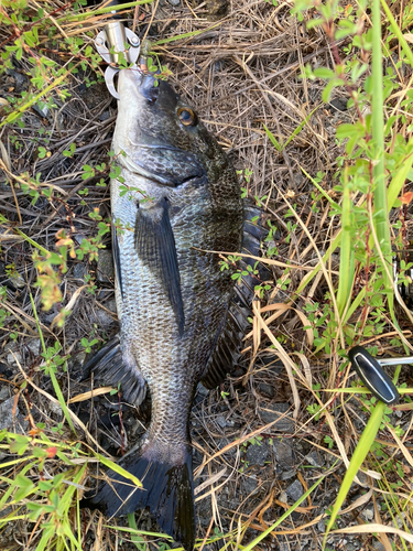 チヌの釣果