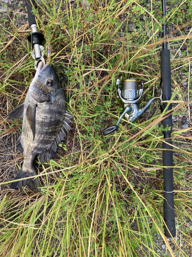 チヌの釣果