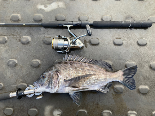 チヌの釣果