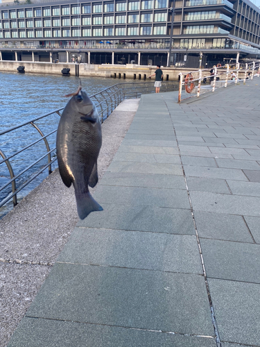 メジナの釣果