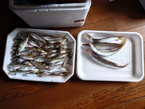 カマスの釣果