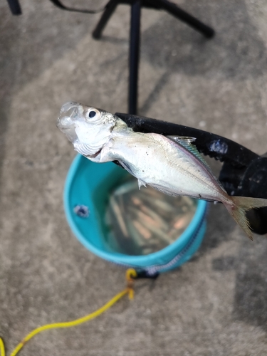 サッパの釣果