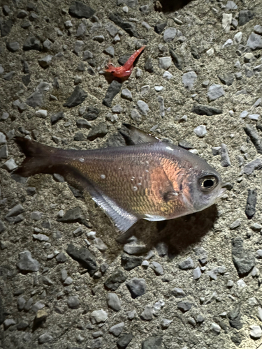 ハタンポの釣果